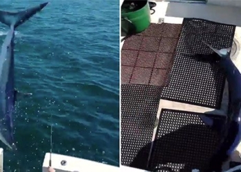 ca map mako jumps onto boat causing fishermen to be stunned 123021