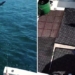 ca map mako jumps onto boat causing fishermen to be stunned 123021