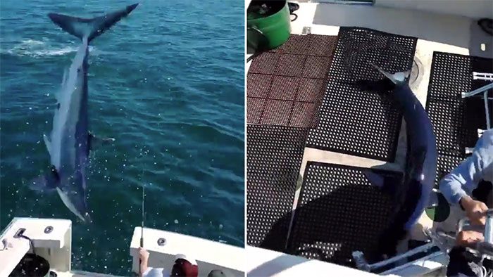 Fishermen hurriedly move away as the mako shark falls onto the deck of the boat.
