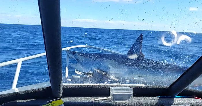 The Mako shark leaps out of the water and lands on the boat's deck.