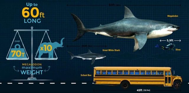 Many research models suggest megalodon resembles a great white shark