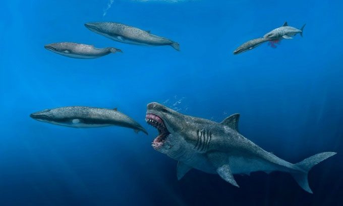 Simulation of the Megalodon Shark hunting whales in the primordial ocean.