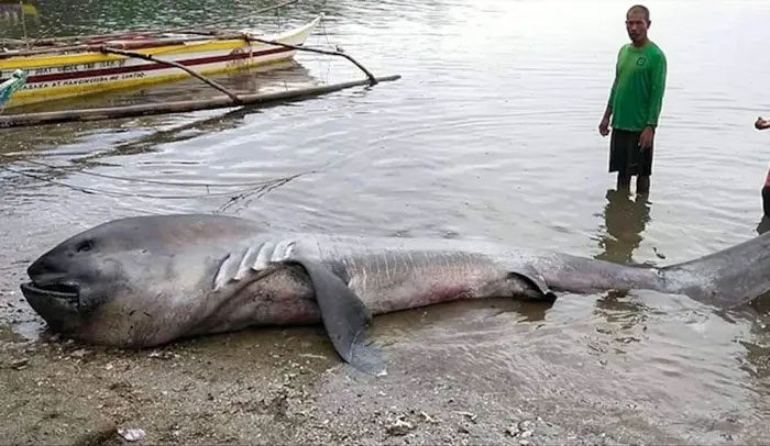 Rare megamouth shark washed ashore in the Philippines.