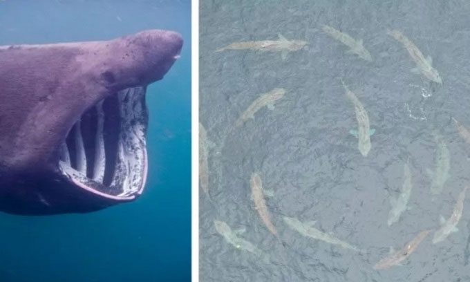 Research team captures an image of a sunfish circle.