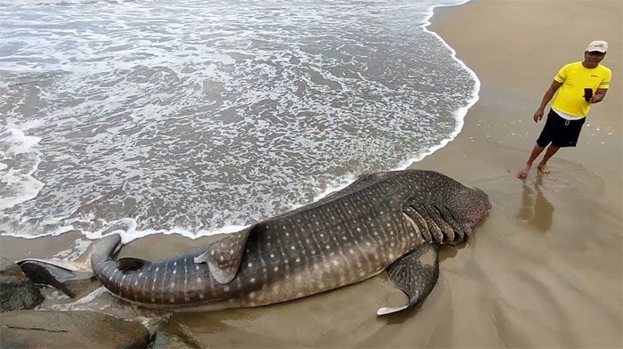 Whale sharks are a protected species.