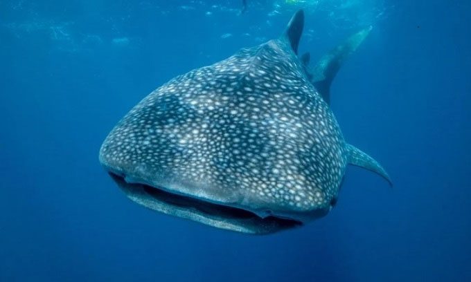 Whale sharks at Ningaloo Reef consume a large amount of seaweed.