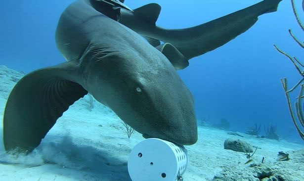 A shark "walking" on the ocean floor to hunt for prey.