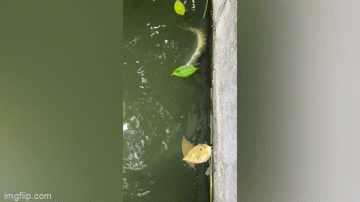 This fish fought with other fish, resulting in head injuries.
