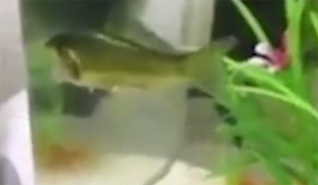 The goldfish lost its head to a puffer fish in the same tank.