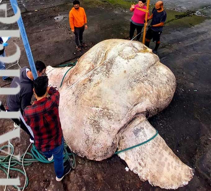 Giant sunfish found in the Azores