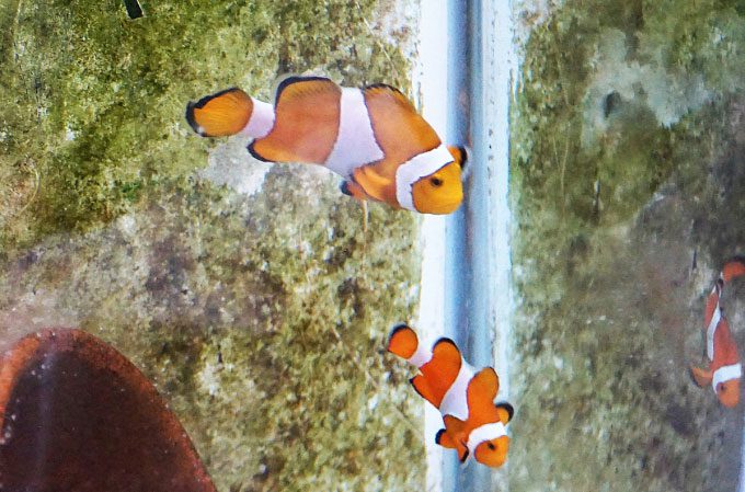 ca nemo