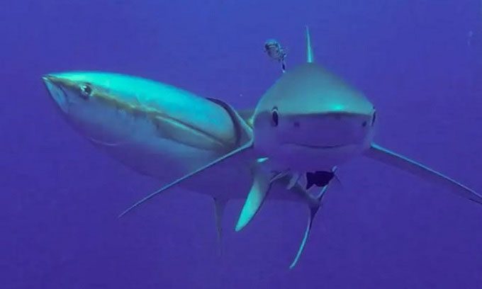 Yellowfin tuna rubbing against blue shark.