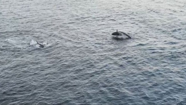 A massive school of bluefin tuna on a frenzied hunt offshore.