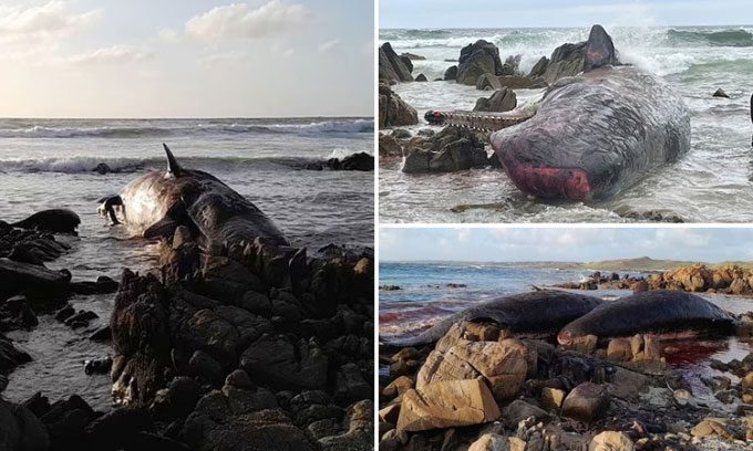 Some sperm whale carcasses lying on the rocky beach of King Island.