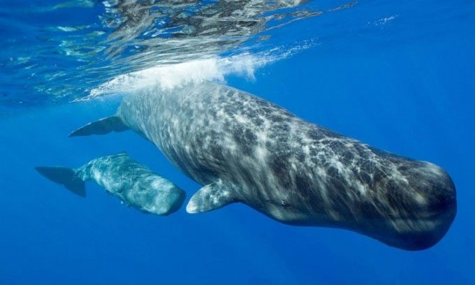 Sperm whales have large heads.