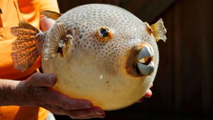 Tetrodotoxin (TTX) commonly found in pufferfish