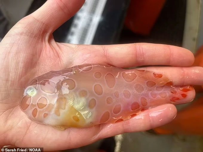 Snailfish