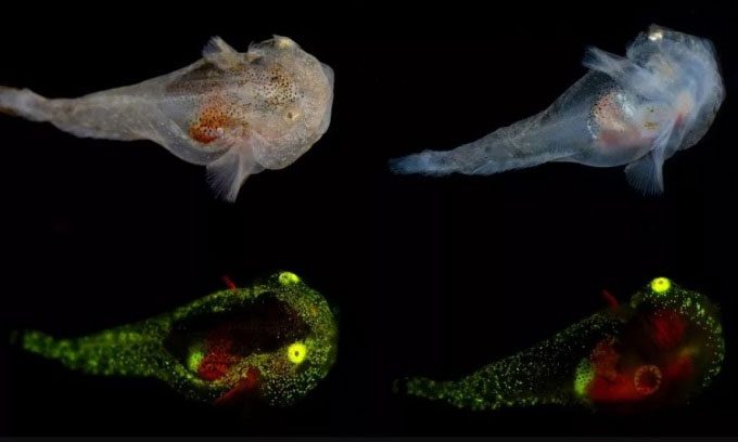 Spotted Snailfish