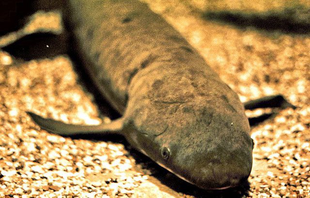 Methuselah the lungfish at the Steinhart Aquarium.