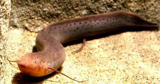 Lungfish can live well without water.