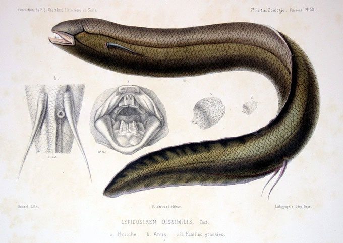 South American Lungfish