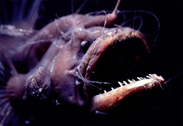 The bizarre reproductive method of the Anglerfish