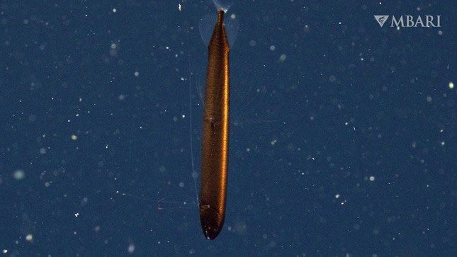Rare bronze-colored dragonfish off the coast of Monterey Bay, USA.