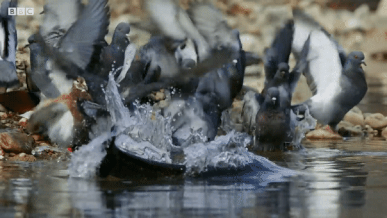 Catfish hunting pigeons.