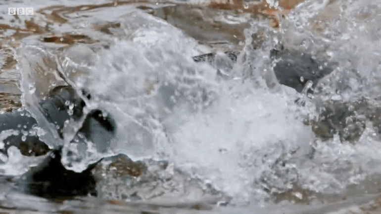 This species could wipe out many native fish species in Western Europe.