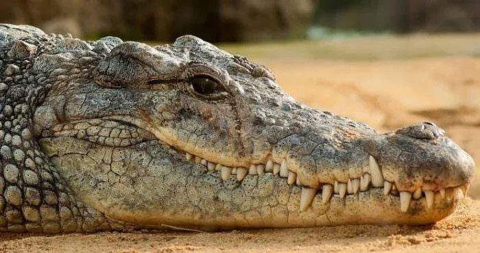 Crocodiles have tear ducts, they cry to lubricate their eyes