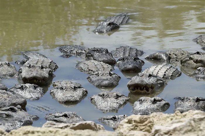 Aquatic species are affected by human sand extraction activities.