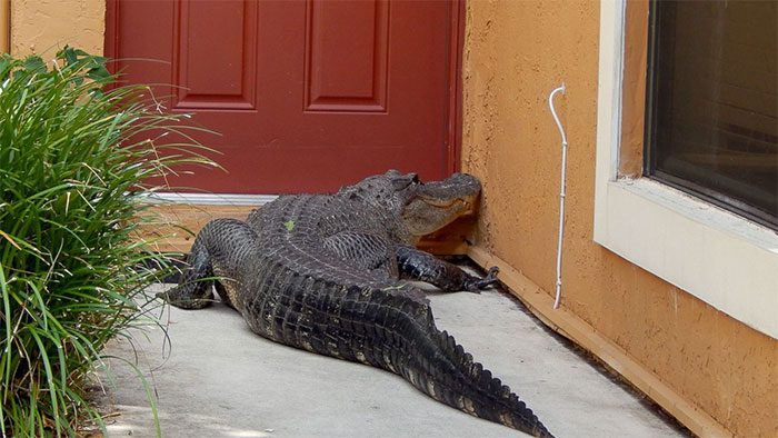 Reptiles benefit from conservation efforts aimed at mammals.
