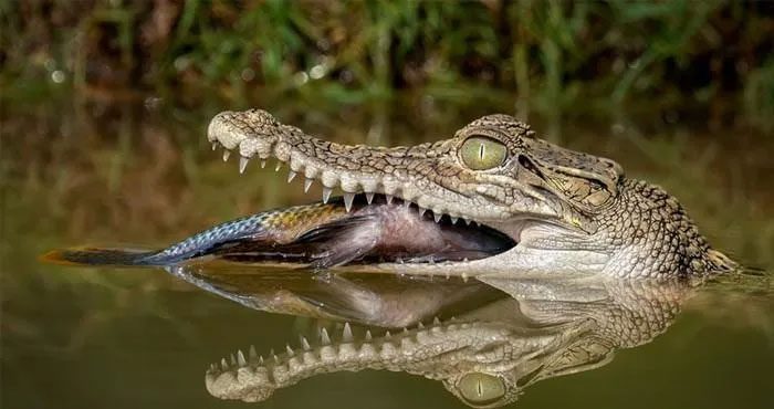 Crocodile tears are a false expression of emotion