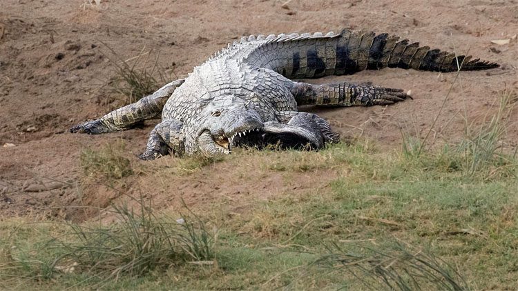 After a failed attempt to tear its prey, it continued to wrestle with the carcass on the shore.