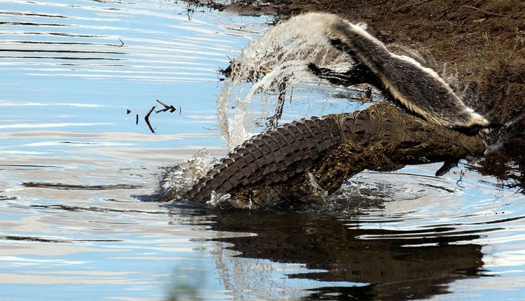 The crocodile attempting to toss the honey badger on the water's surface.