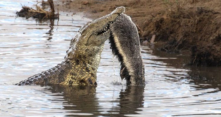Crocodile gripping the honey badger's body.