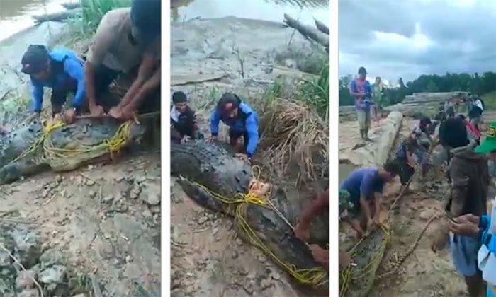 Police and villagers join forces to catch the man-eating crocodile.