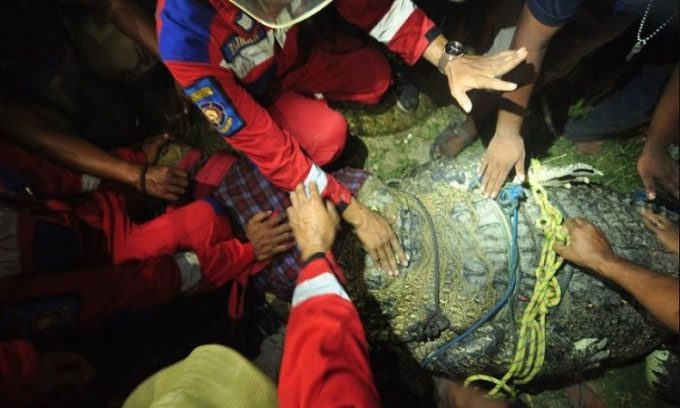 Local residents assist in rescuing the crocodile.