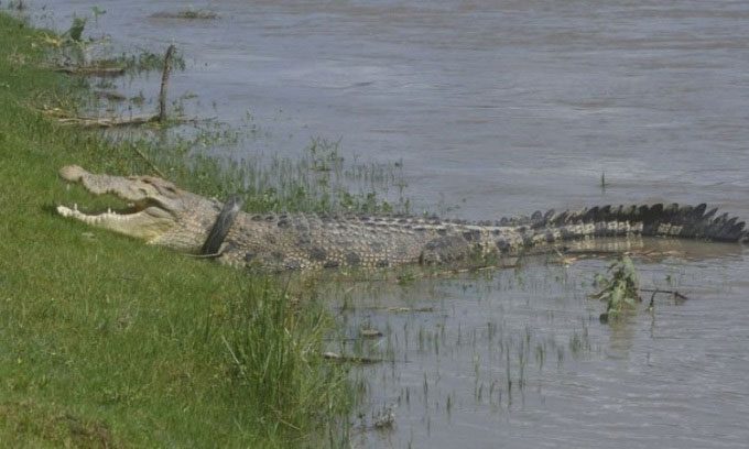 The crocodile lived with the tire for at least 6 years.