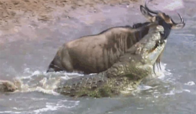 A crocodile suddenly lunges to grab a wildebeest and pulls it into the water.