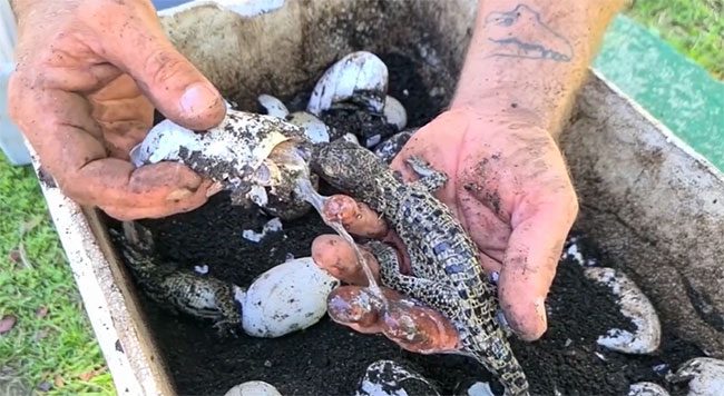 Climate change is altering the sex ratio of hatchlings, posing a new threat.