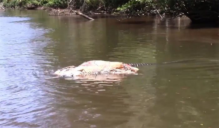 Scarface, the estimated 70-year-old crocodile, drags a large cow carcass down the river.