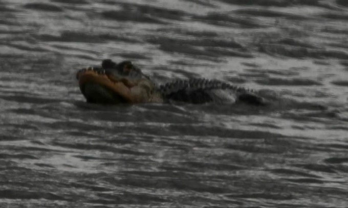 The alligator may have lost half of its jaw in a fierce battle.