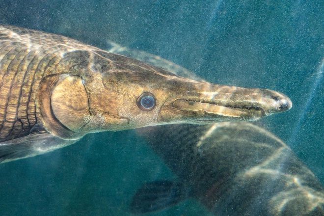 The alligator gar was once an ornamental fish in China.