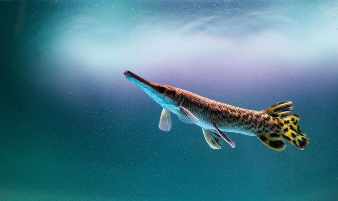 Many scientists consider the alligator gar a threat to the local ecosystem.