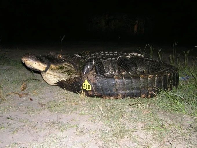This alligator has been captured and tagged for tracking since 2009.