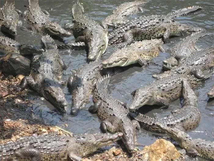 Numerous "cold-blooded killers" inhabit the swamps on the island.