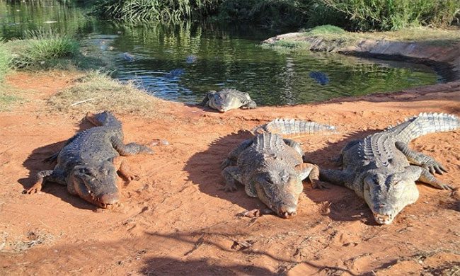 Freshwater crocodile in Kimberley.