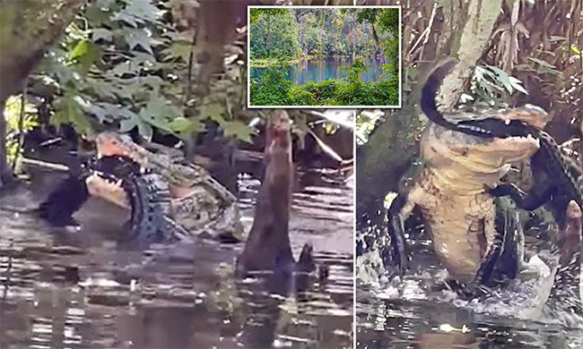 The large crocodile raised its head higher and then slammed its prey down into the water.