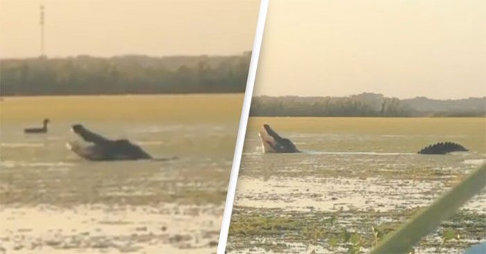 The alligator gliding smoothly across the water.